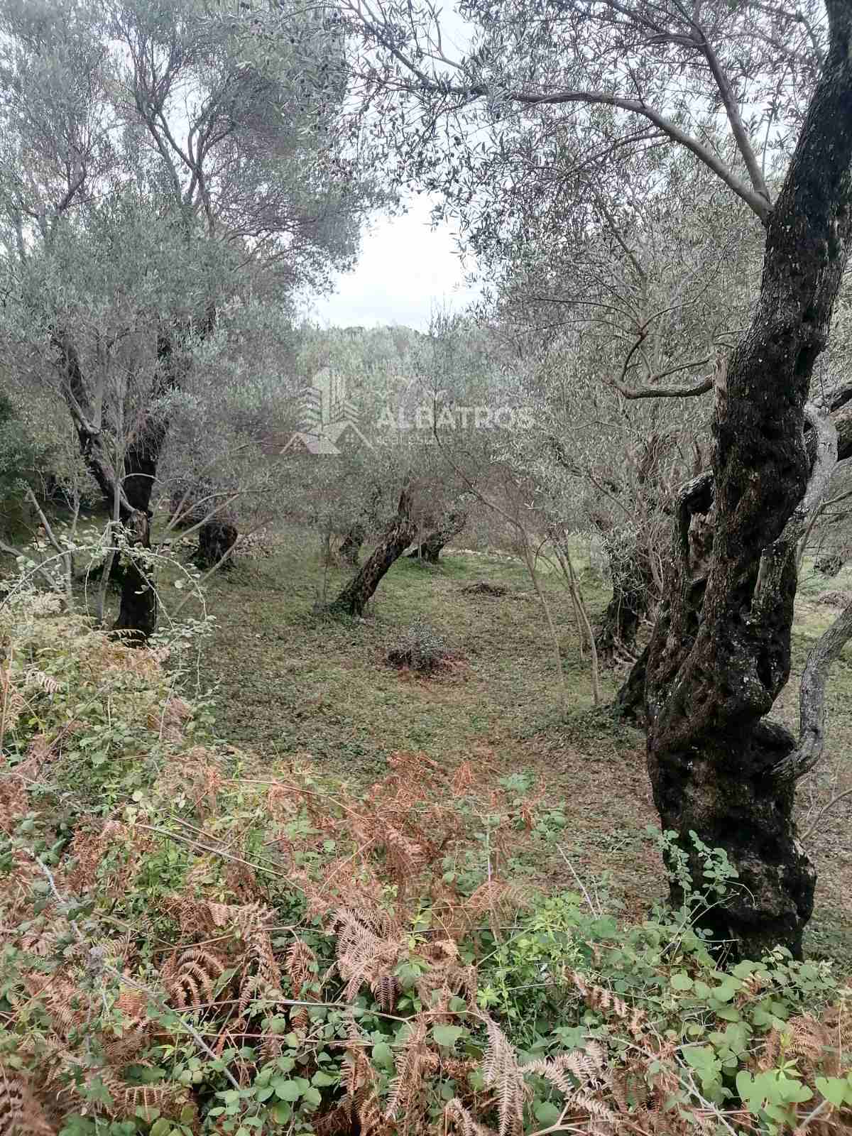 Ulcinj'de Satılık 50 Zeytin Ağaçlı Büyük Tarım Arazisi — 2