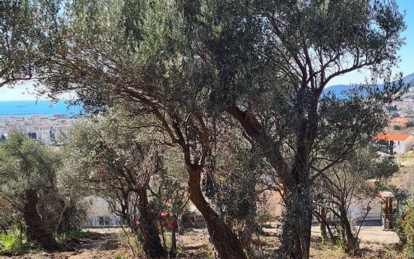 Marovići, Blagajna, Bar'da Arsa - Görsel 3