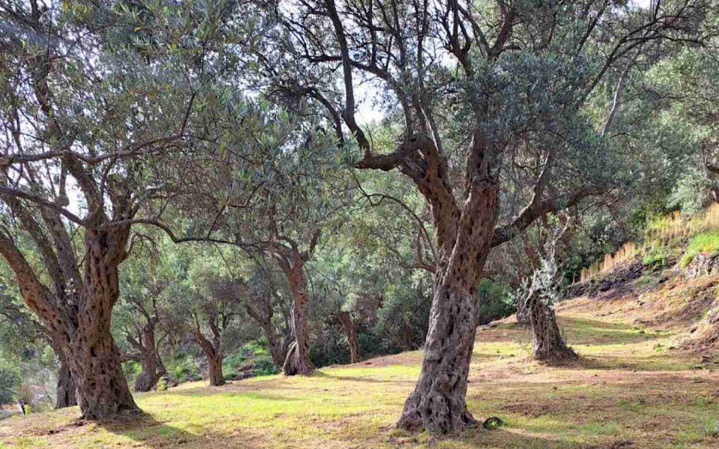 Stari Bar, Gretva Mahallesinde Satılık Arsa - Görsel 3