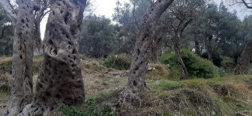 Bar, Velembusi'de Satılık Tarım Arazisi - Görsel 3