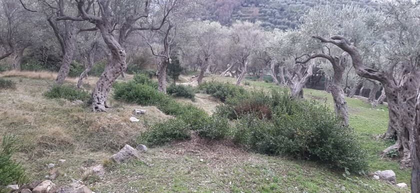 Bar, Velembusi'de Satılık Tarım Arazisi - Görsel 4