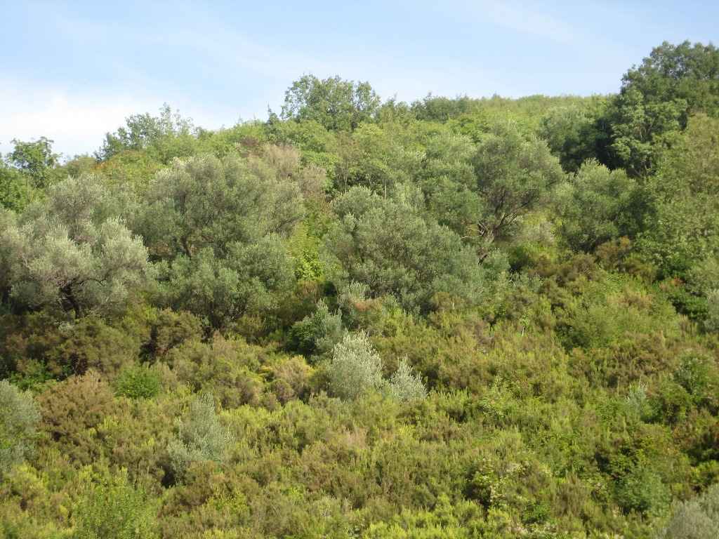 Herceg Novi, Kuti'de Satılık Denize 3 km İmarlı Arsa — 2