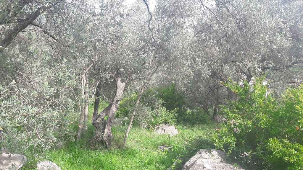 قطعة أرض مهيأة في بودفا، بولياريس، على بعد 900 م من البحر - صورة 5