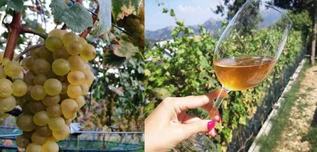 Wine and food tour at Lake Skadar – private, by car — 2