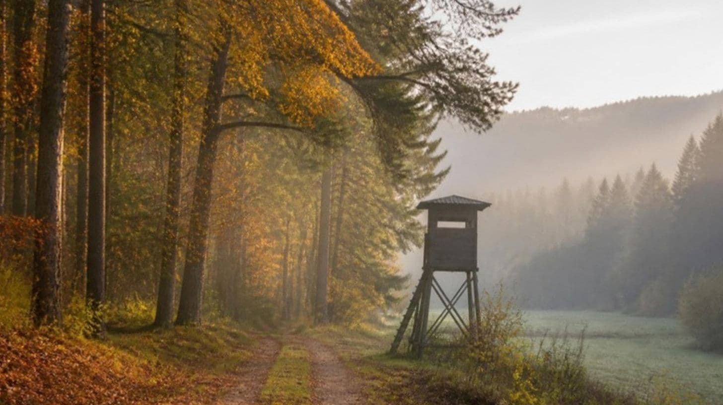 Un bosco di montagna in autunno con una pista forestale e un'altana di legno