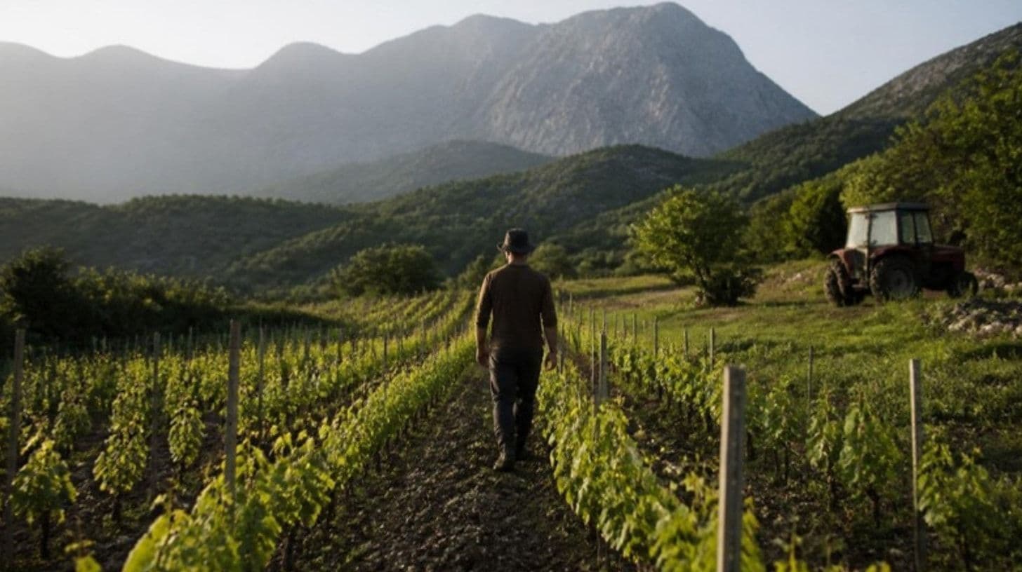 Poljoprivrednik u vinogradu na padini i traktor